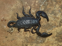 Opisthacanthus