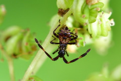 Coreus marginatus