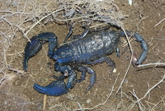 Opisthacanthus