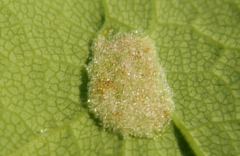 Aceria pseudoplatani