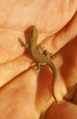 Lygodactylus ocellatus