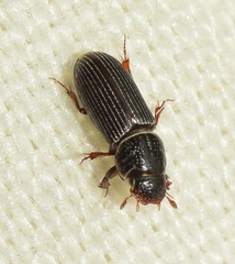 Pleurophorus caesus