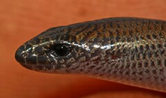 Scelotes mirus
