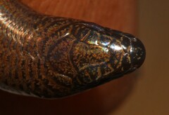 Scelotes mirus
