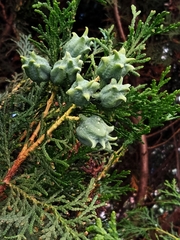 Platycladus orientalis