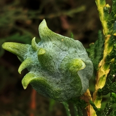 Platycladus orientalis