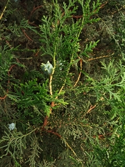 Platycladus orientalis