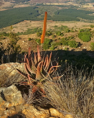 Aloe spicata