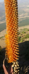 Aloe spicata