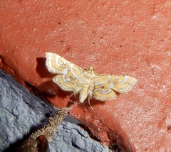 Musotiminae