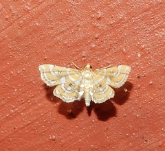 Musotiminae