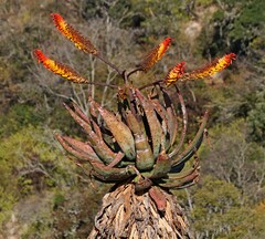 Aloe marlothii - Photo (c) Alex Rebelo, algunos derechos reservados (CC BY-NC), subido por Alex Rebelo