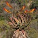 Aloe marlothii - Photo (c) Alex Rebelo,  זכויות יוצרים חלקיות (CC BY-NC), הועלה על ידי Alex Rebelo