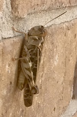 Hippiscus ocelote