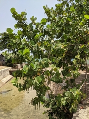 Coccoloba uvifera