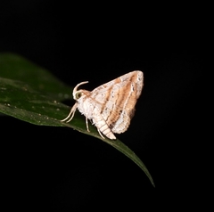 Pangrapta philemonalis