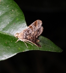 Pangrapta philemonalis