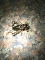 Svercacheta siamensis