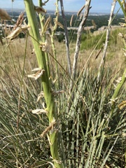 Yucca glauca