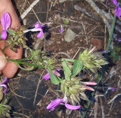 Dicliptera clinopodia