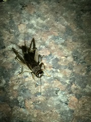 Svercacheta siamensis