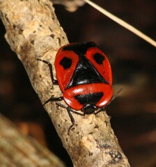 Dismegistus binotatus