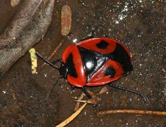 Dismegistus binotatus