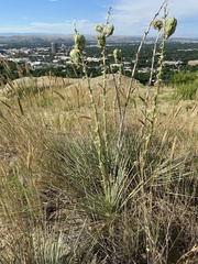 Yucca glauca