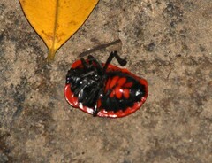 Dismegistus binotatus