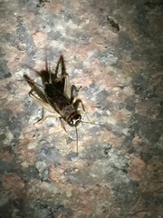 Svercacheta siamensis