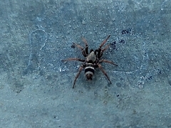 Latonigena