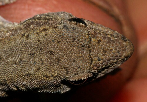 Common Dwarf Gecko