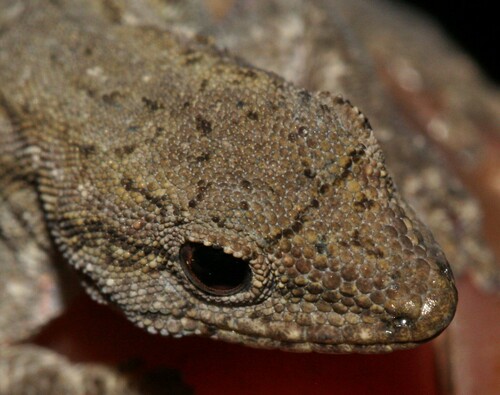 Common Dwarf Gecko