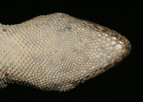 Common Dwarf Gecko