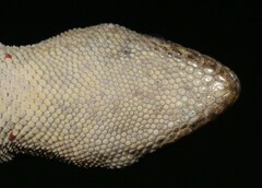 Cape Dwarf Gecko photo 5