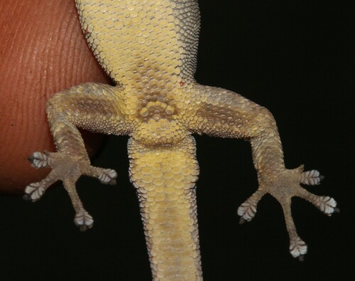 Common Dwarf Gecko