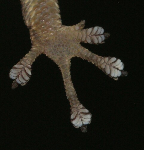 Common Dwarf Gecko