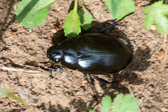 Hydrophilus aterrimus