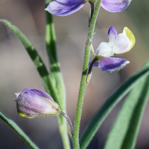 velvetseed milkwort (Polygala obscura)