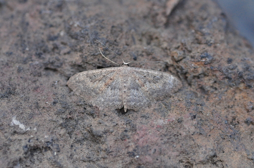 Scopula guancharia photo 5