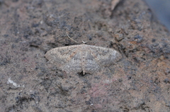 Scopula guancharia