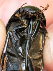 Hydrophilus aterrimus