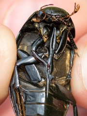 Hydrophilus aterrimus