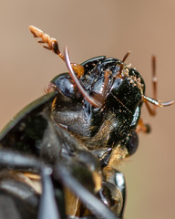 Hydrophilus aterrimus