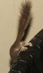 Graphiurus murinus