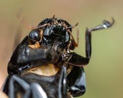 Hydrophilus aterrimus