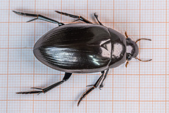 Hydrophilus aterrimus