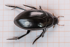 Hydrophilus aterrimus