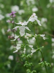 Syncolostemon bracteosus