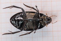 Hydrophilus aterrimus